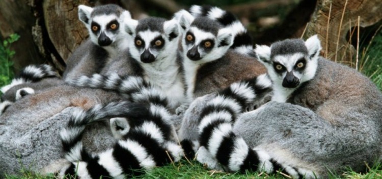 Lemurs-in-Madagascar.jpg